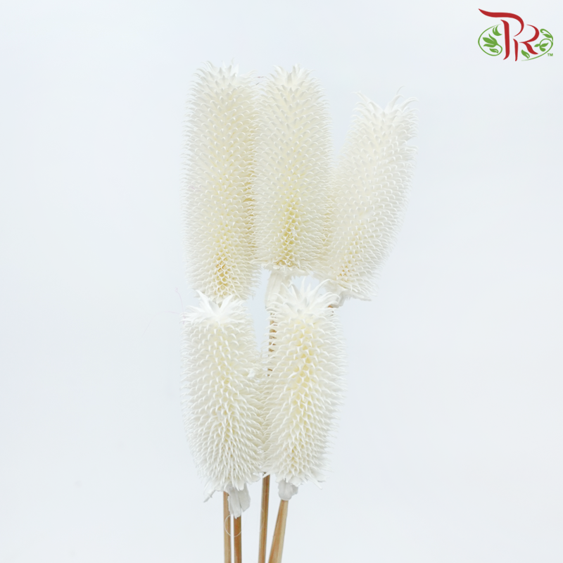 Dried Teasel / Dipsacus - White (5 Stems)