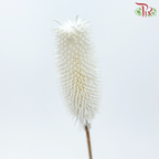 Dried Teasel / Dipsacus - White (5 Stems)