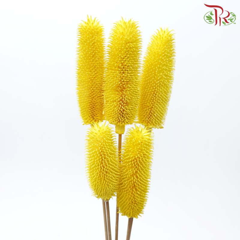 Dried Teasel / Dipsacus - Yellow(5 Stems)