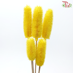 Dried Teasel / Dipsacus - Yellow(5 Stems)