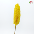 Dried Teasel / Dipsacus - Yellow(5 Stems)