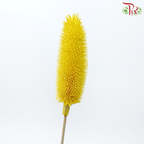 Dried Teasel / Dipsacus - Yellow(5 Stems)
