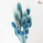 Dried Thistle - Blue (Per Bunch)