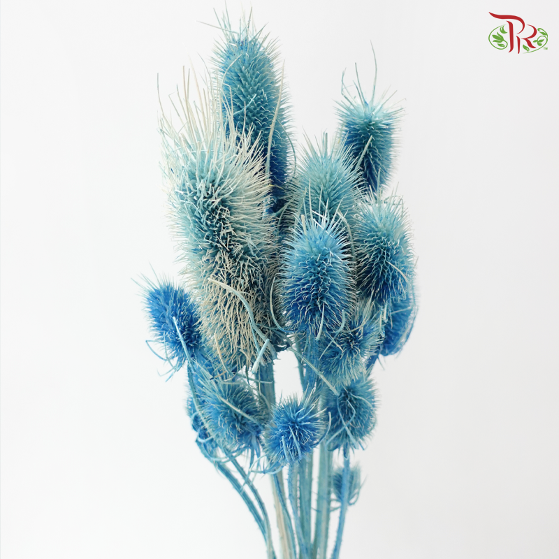Dried Thistle - Blue (Per Bunch)