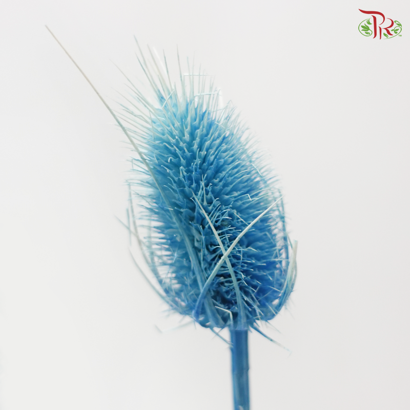 Dried Thistle - Blue (Per Bunch)