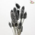 Dried Thistle - Dark Gray (Per Bunch)