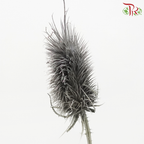 Dried Thistle - Dark Gray (Per Bunch)