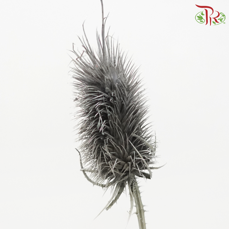 Dried Thistle - Dark Gray (Per Bunch)