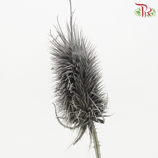 Dried Thistle - Dark Grey (Per Bunch)