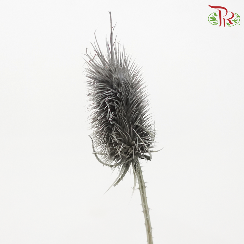 Dried Thistle - Dark Grey (Per Bunch)