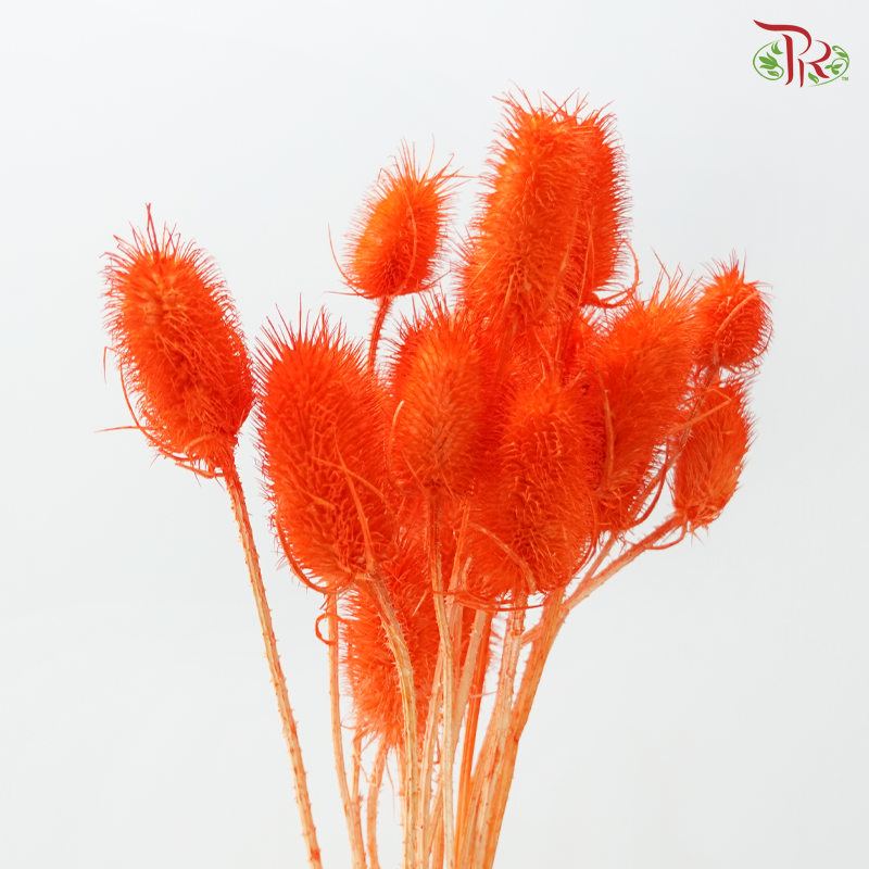 Dried Thistle - Orange (Per Bunch)