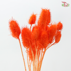 Dried Thistle - Orange (Per Bunch)