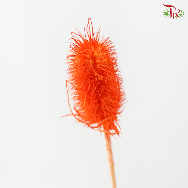 Dried Thistle - Orange (Per Bunch)