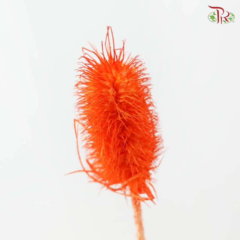 Dried Thistle - Orange (Per Bunch)