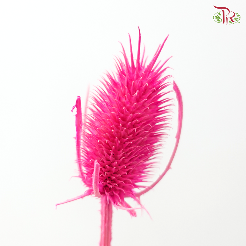 Dried Thistle - Hot Pink 2 (Per Bunch)