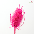Dried Thistle - Hot Pink 2 (Per Bunch)