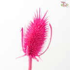 Dried Thistle - Hot Pink 2 (Per Bunch)