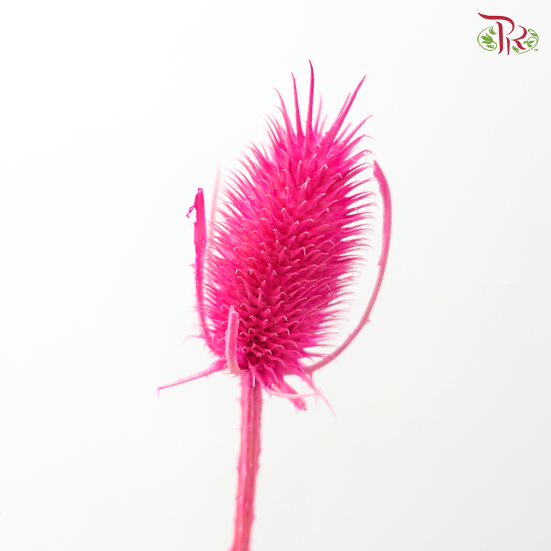 Dried Thistle - Hot Pink 2 (Per Bunch)