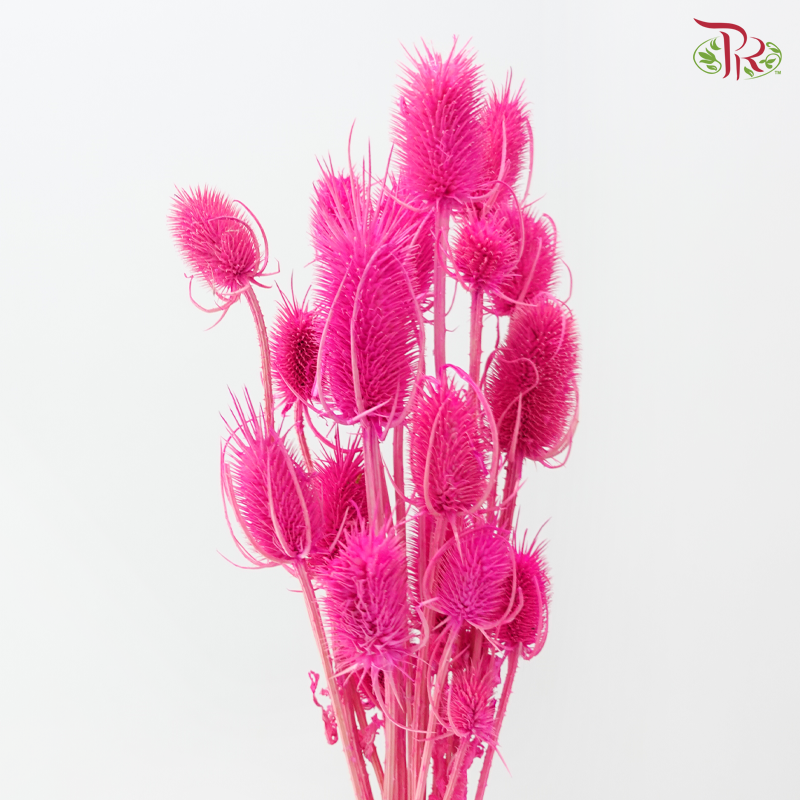 Dried Thistle - Hot Pink 2 (Per Bunch)