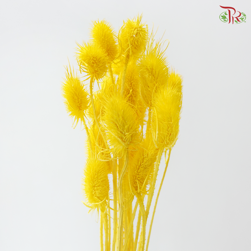 Dried Thistle - Yellow (Per Bunch)