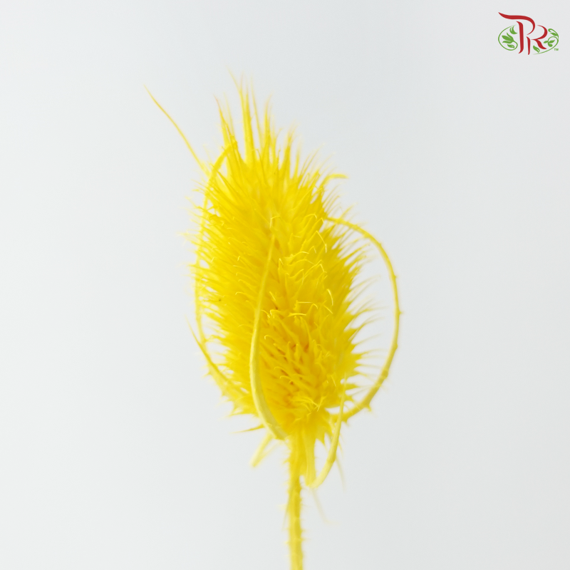 Dried Thistle - Yellow (Per Bunch)