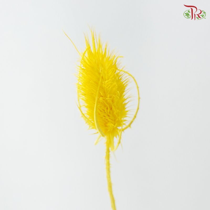 Dried Thistle - Yellow (Per Bunch)