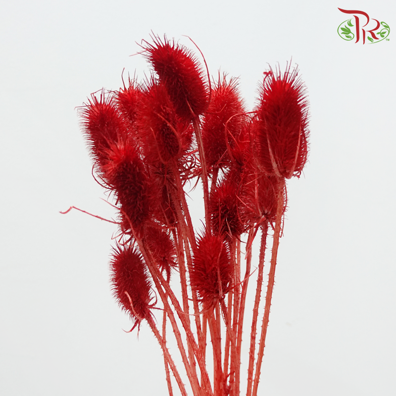 Dried Thistle - Red (Per Bunch)