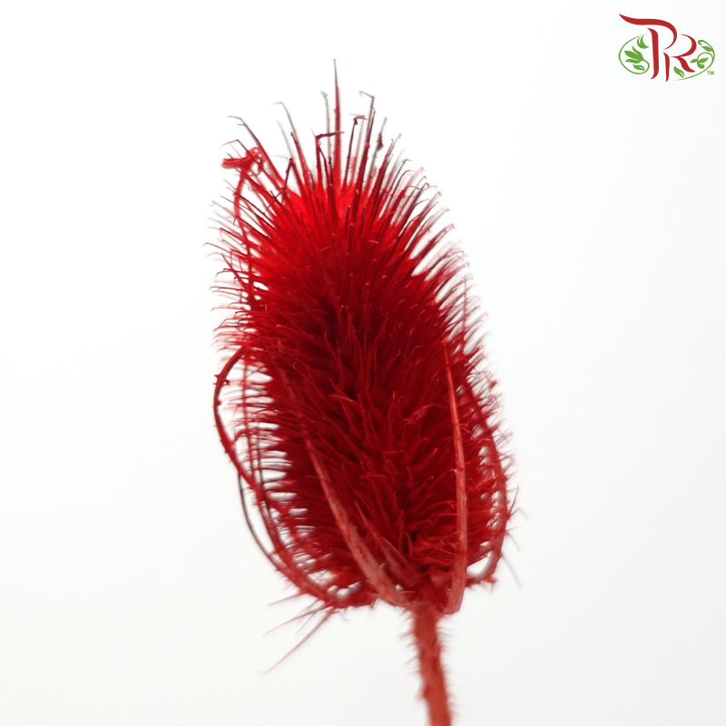 Dried Thistle - Red (Per Bunch)