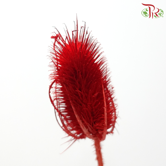 Dried Thistle - Red (Per Bunch)