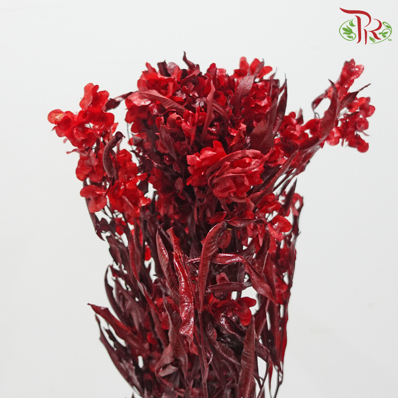 Dried Triangular Prism - Dark Red (Per Bunch)