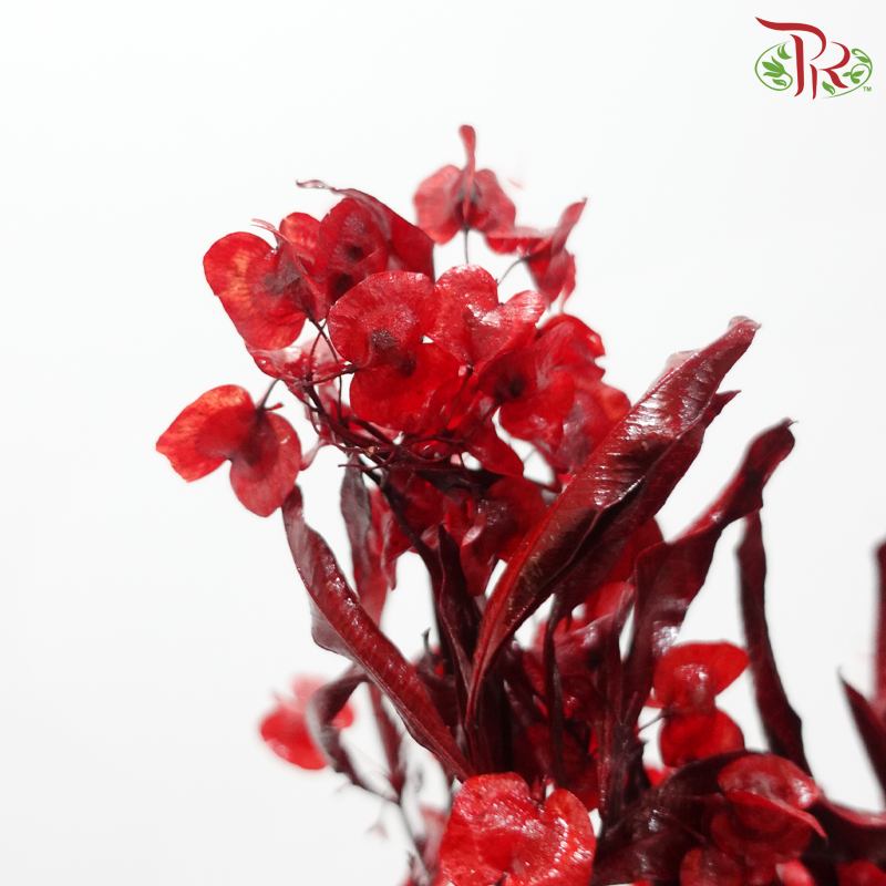 Dried Triangular Prism - Dark Red (Per Bunch)