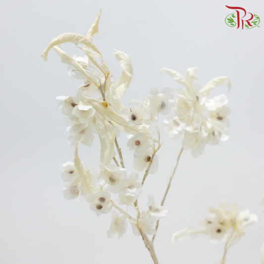 Dried Triangular Prism - White (Per Bunch)