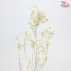 Dried Triangular Prism - White (Per Bunch)