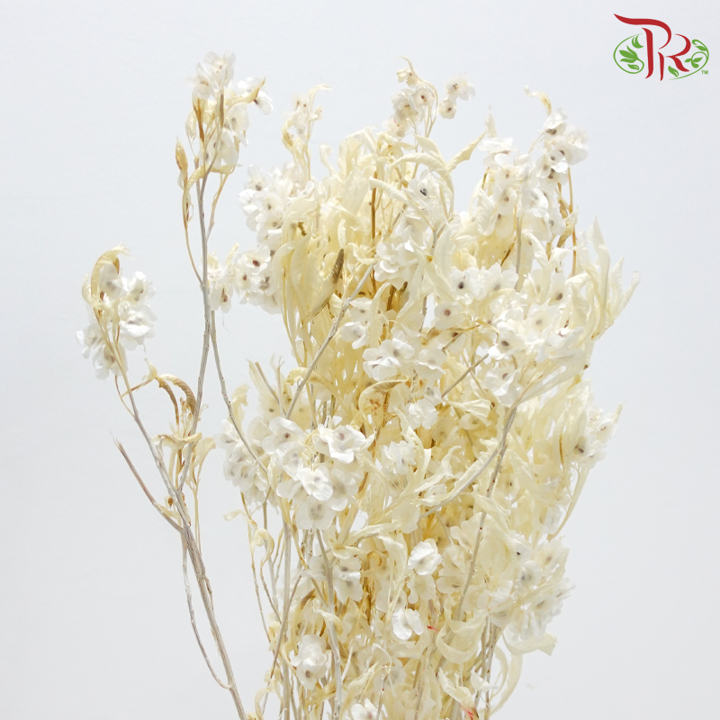Dried Triangular Prism - White (Per Bunch)