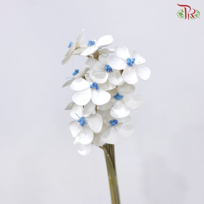 Dried Violet - Blue Heart (10 Stems)