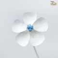 Dried Violet - Blue Heart (10 Stems)