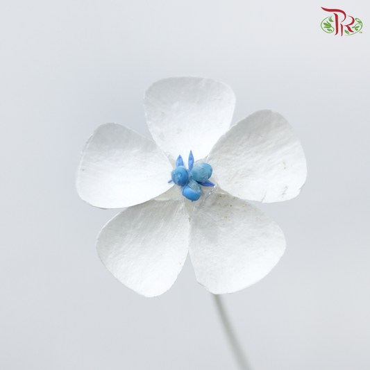 Dry Violet - Blue Heart (10 Stems)