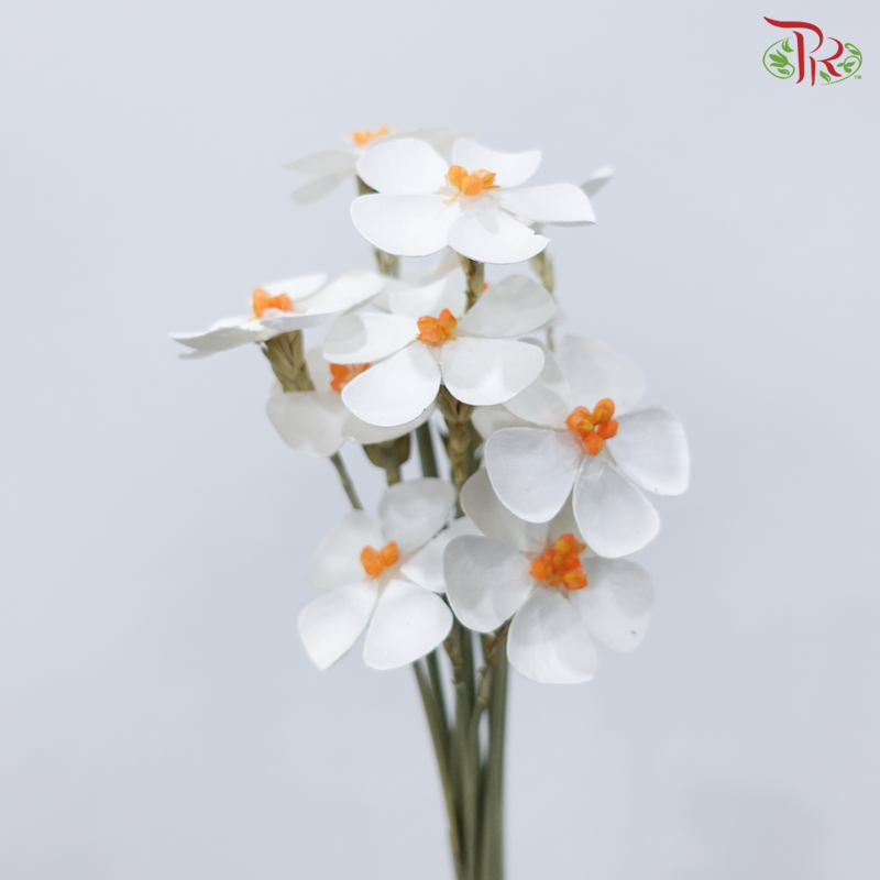 Dried Violet - Orange Heart (10 Stems)