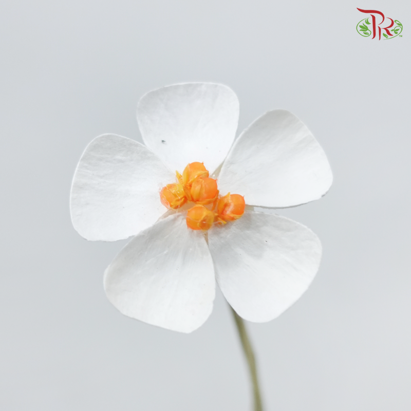 Dried Violet - Orange Heart (10 Stems)