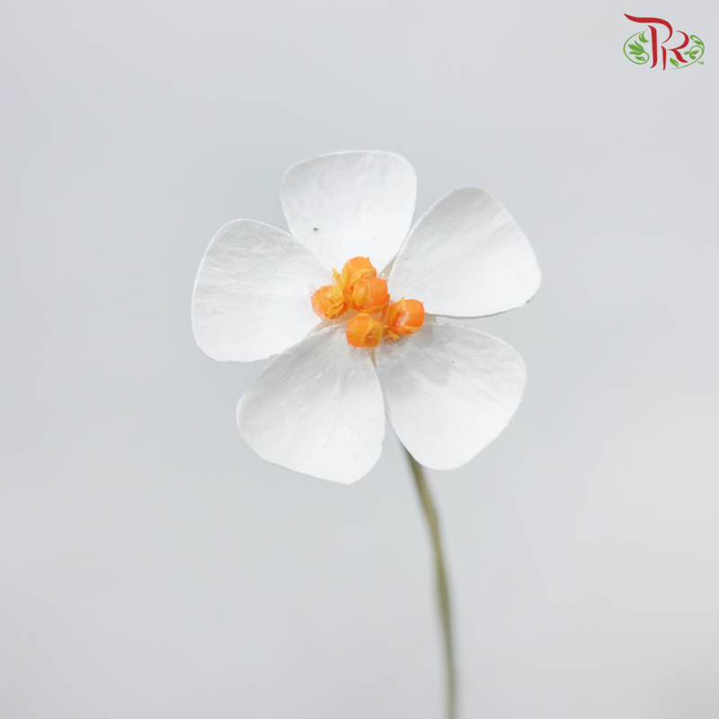 Dried Violet - Orange Heart (10 Stems)