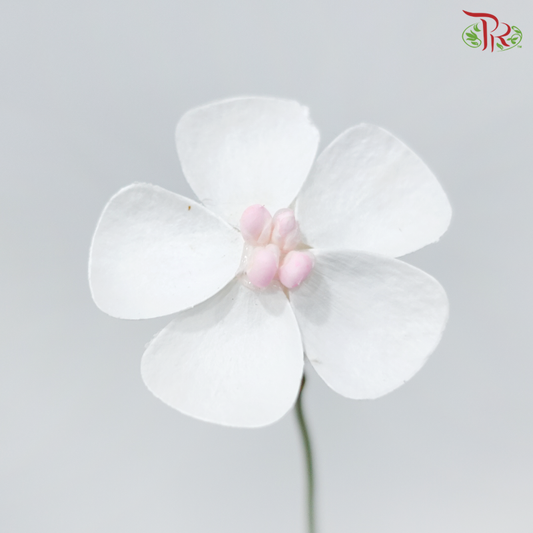 Dry Violet - Pink Heart (10 Stems)