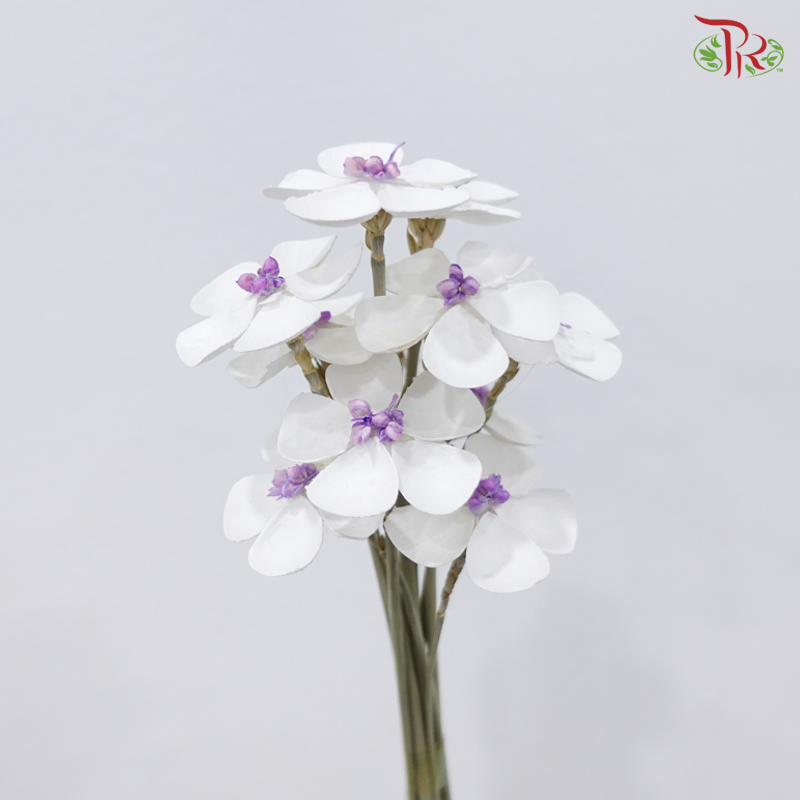 Dried Violet - Purple Heart (10 Stems)