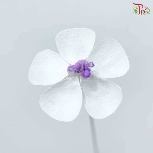 Dry Violet - Purple Heart (10 Stems)