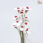 Dried Violet - Red Heart (10 Stems)