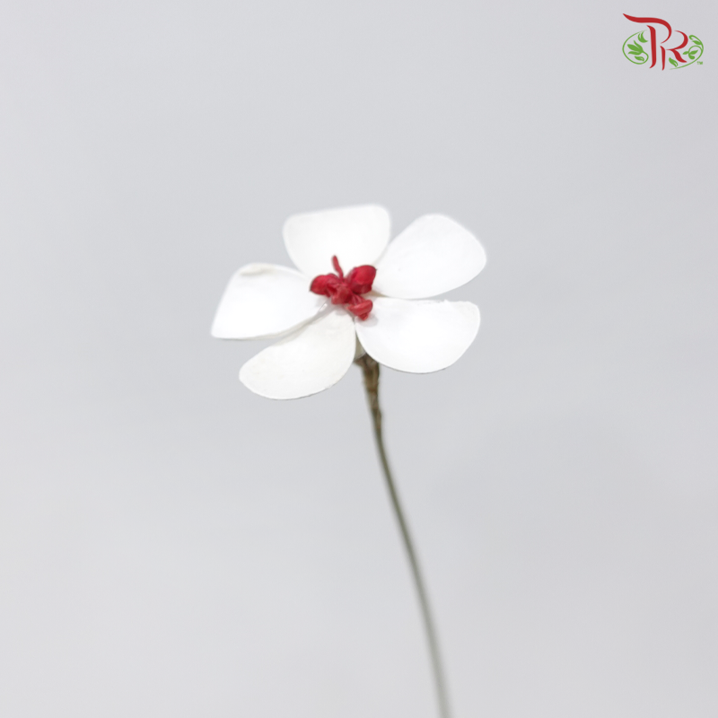 Dried Violet - Red Heart (10 Stems)