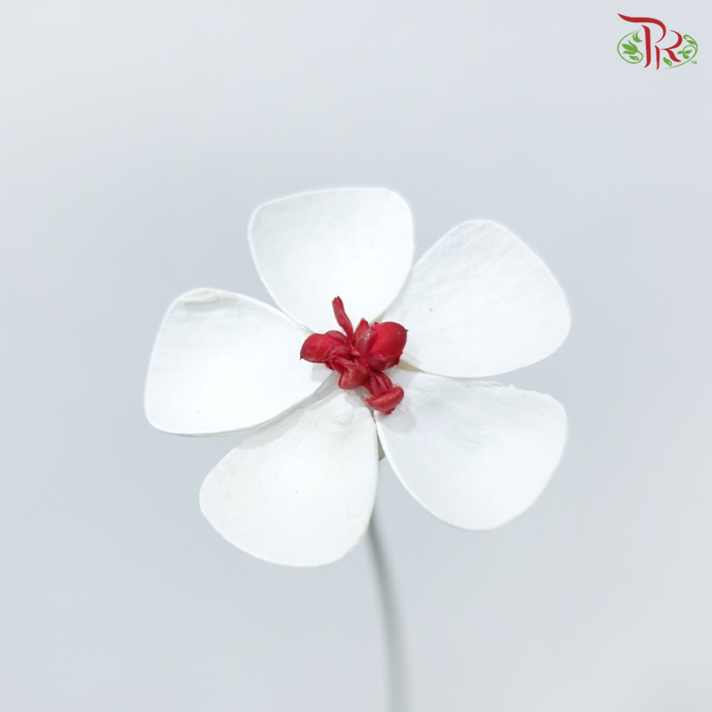 Dried Violet - Red Heart (10 Stems)