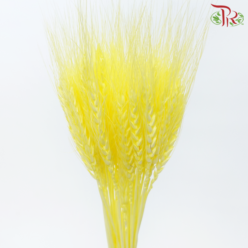 Dry Dyed Wheatgrass / Tarwe - Light Yellow (Bunch)