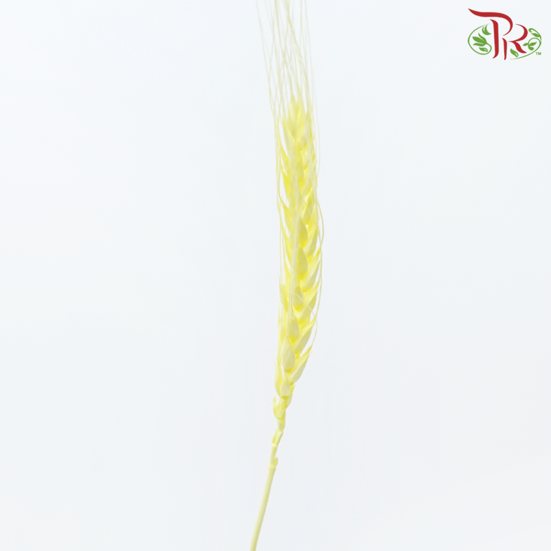 Dry Dyed Wheatgrass / Tarwe - Light Yellow (Bunch)