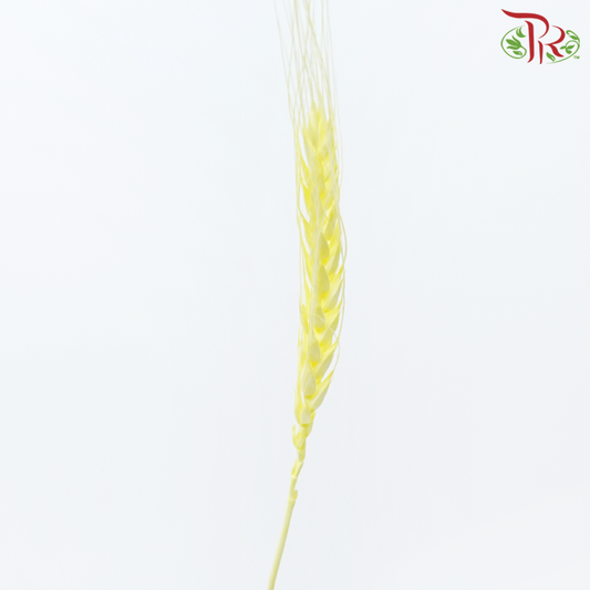 Dry Dyed Wheatgrass / Tarwe - Yellow (Bunch)