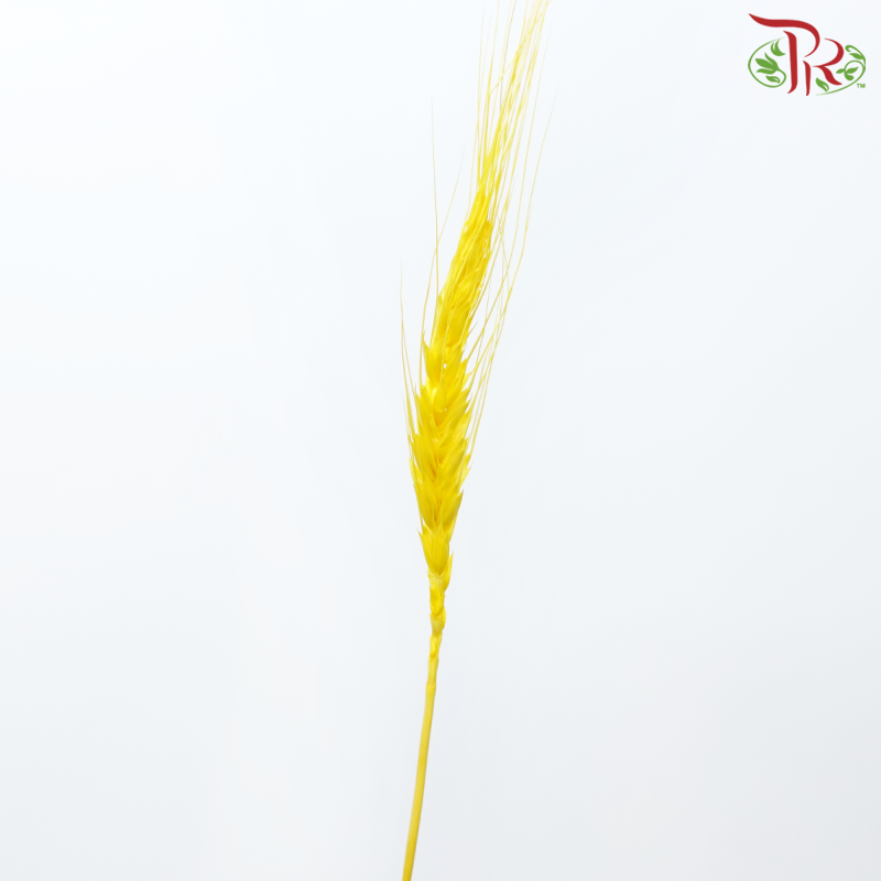 Dry Dyed Wheatgrass / Tarwe - Light Orange (Bunch)